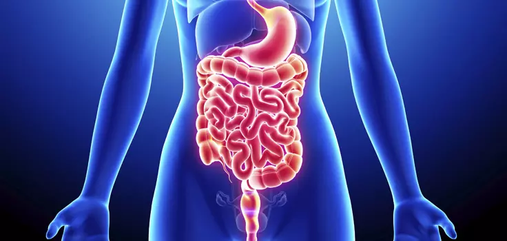CrohnsColitis_DigestiveSystemHighlighted.jpg