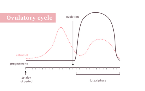 ovulatory cycle.jpg